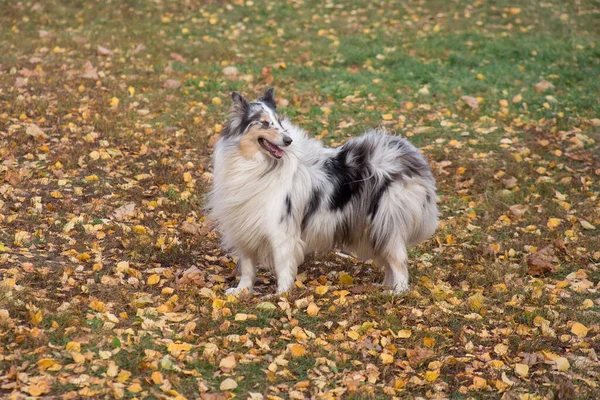 Blue Merle Shetland Collie está de pie sobre hojas amarillas en el parque de otoño. Animales de compañía . — Foto de Stock