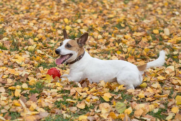 Bonito cachorro Jack Russell terrier com seu brinquedo no parque de outono. Animais de companhia . — Fotografia de Stock