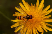 Hoverfly ül a sárga virág Coltsfoot. Fényes narancssárga test barna csíkokkal és két hosszú szárnnyal. Vadon élő állatok.