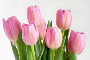 Beyaz arka planda izole edilmiş bir grup pembe lale. Doğayı yaşa.