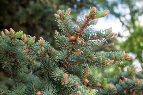 Unga Bruna Kottar Växer Gren Blå Gran Levande Natur — Stockfoto