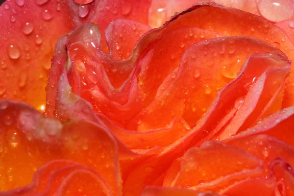 Όμορφο Δίχρωμο Τριαντάφυλλο Μεγαλώνει Ένα Πράσινο Λιβάδι Μετά Καλοκαιρινή Βροχή — Φωτογραφία Αρχείου