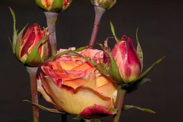 Vackra Tvåfärgad Rosor Växer Vårträdgård Närbild Efter Sommarregnet Levande Natur — Stockfoto