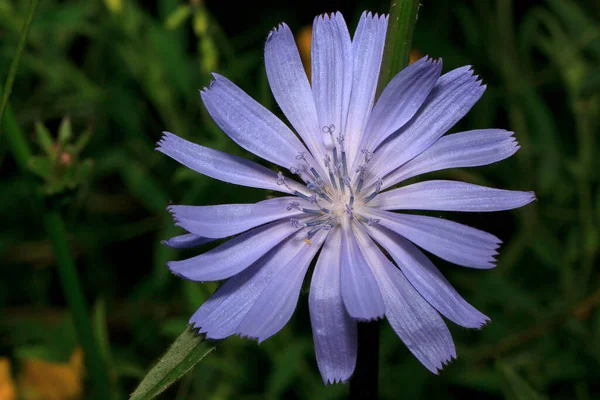 Vacker Cikoria Blomma Växer Grön Äng Levande Natur — Stockfoto