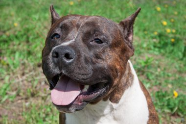 Amerikan Stadyumu Teriyer Köpeği yaklaşıyor. Evcil hayvanlar. On aylık..