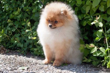 Pomeranya köpeği çiçek açan yeşil bir çalılığın yanında oturuyor. Deutscher Spitz veya Zwergspitz. Evcil hayvanlar..