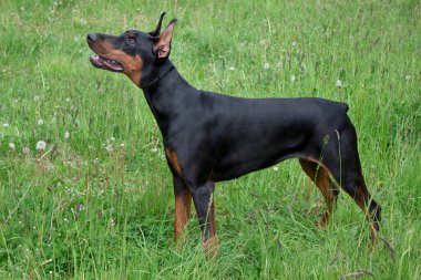 Tatlı doberman pinscher yeşil bir çayırda duruyor. Evcil hayvanlar..