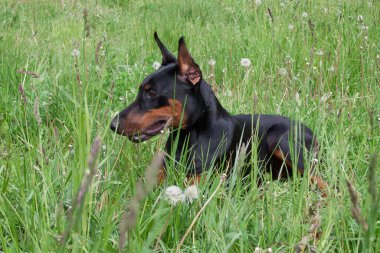 Tatlı doberman pinscher yeşil çimlerin üzerinde yatıyor. Evcil hayvanlar..