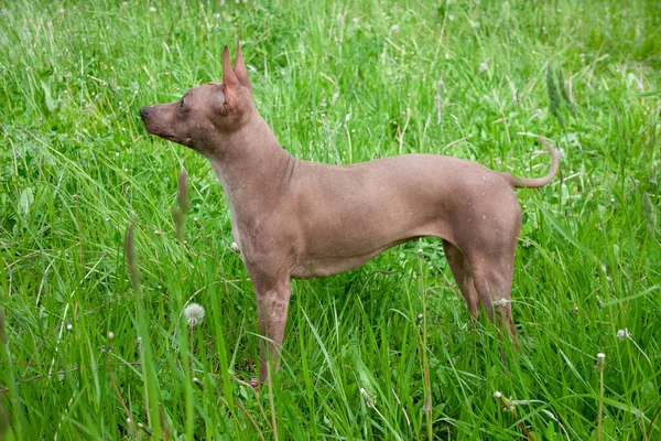 アメリカの毛のないテリア子犬は緑の牧草地に立っています ペット動物 — ストック写真
