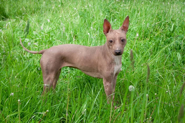 American Hairless Terrier Cucciolo Piedi Erba Verde Animali Compagnia — Foto Stock