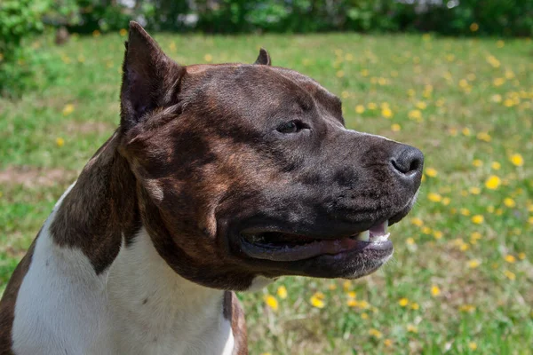 Amerikai Staffordshire Terrier Kiskutya Áll Egy Zöld Réten Állatok Közelről — Stock Fotó