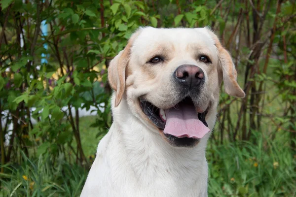 Bel Labrador Retriever Vicino Animali Compagnia Cane Razza Pura — Foto Stock