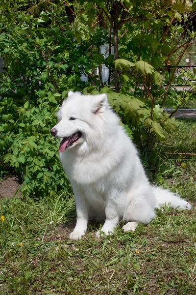 Samoyed Sitter Grön Äng Sledge Hund Eller Nenetskaya Laika Sällskapsdjur — Stockfoto