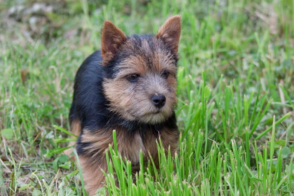 Norwich Terrier köpeği yeşil çimlerin üzerinde duruyor. Evcil hayvanlar..