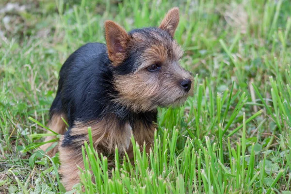 ノリッジテリア子犬は緑の草の中に立っている 閉めろ ペット動物 — ストック写真