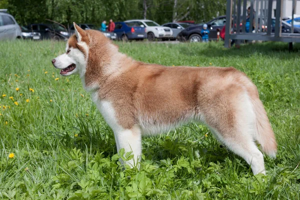 Rojo Blanco Color Husky Siberiano Está Pie Prado Verde Animales —  Fotos de Stock