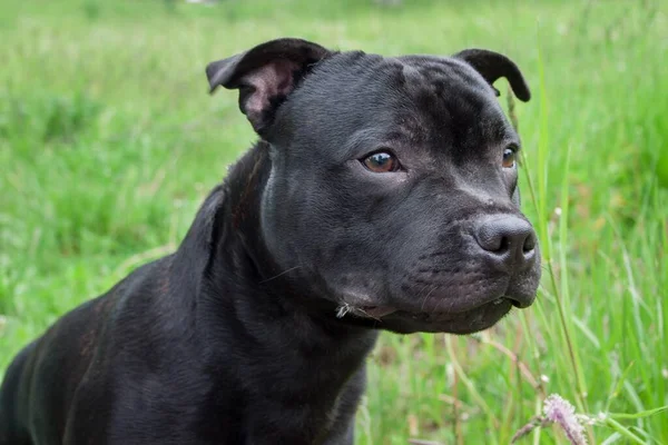 Fokuserad Staffordshire Tjur Terrier Valp Närbild Sällskapsdjur — Stockfoto