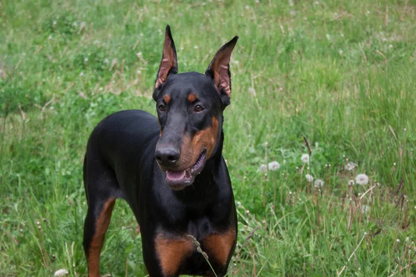 Roztomilý Doberman Pinscher Zblízka Domácí Zvířata — Stock fotografie