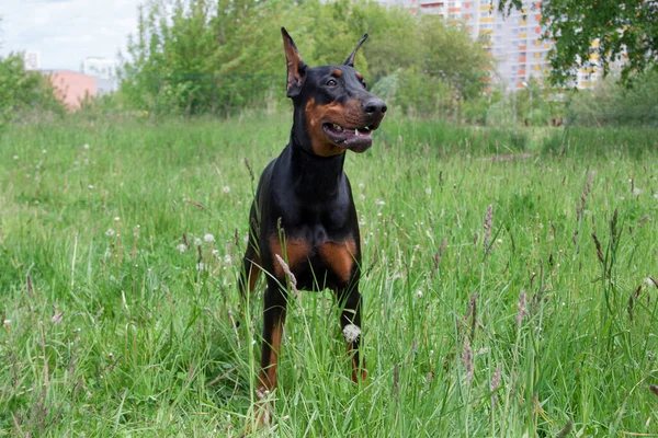 Lindo Doberman Pinscher Está Pie Sobre Una Hierba Verde Animales —  Fotos de Stock