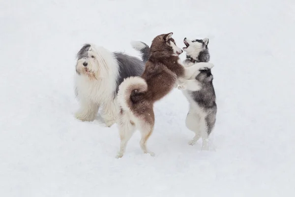 Two Siberian Husky Puppies Bobtail Sheepdog Playing Winter Park Pet — Stock Photo, Image