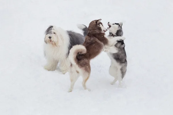 Two siberian husky puppies and bobtail sheepdog are playing in the winter park. Pet animals. Purebred dog.