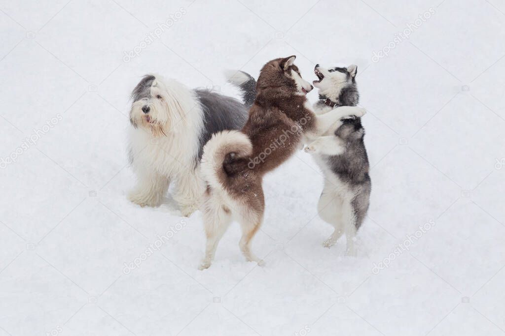 Two siberian husky puppies and bobtail sheepdog are playing in the winter park. Pet animals. Purebred dog.