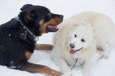 Rottweiler köpeği ve çoklu döllenmiş köpek kış parkında beyaz bir karın üzerinde yatıyorlar. Evcil hayvanlar. Safkan köpek..