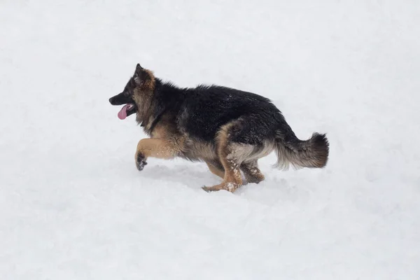 長い髪のドイツの羊飼いの犬の子犬は冬の公園で白い雪の上を走っています ペット動物 純血犬 — ストック写真