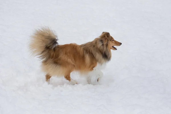 在冬天的公园里 可爱的苏格兰牧羊犬在白雪上奔跑 宠物动物 纯种狗 — 图库照片