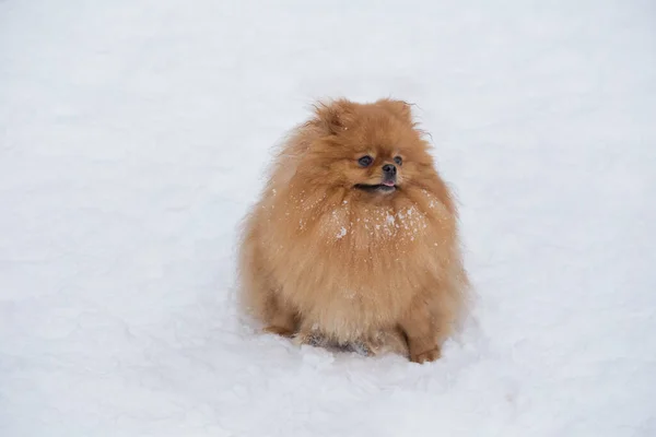 Carino Cucciolo Pomerania Spitz Piedi Una Neve Bianca Nel Parco — Foto Stock