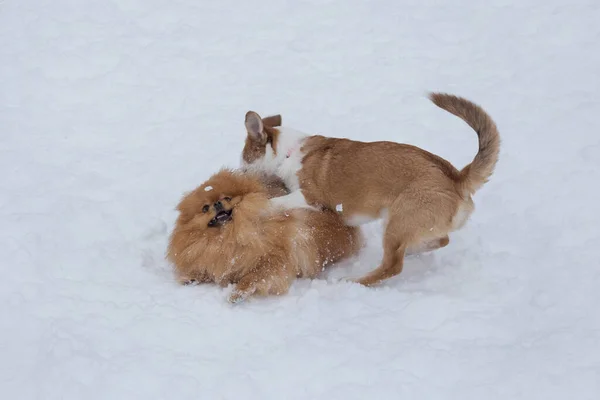 Niedlicher Pommernspitzwelpe Und Mehrfarbiger Hundewelpe Spielen Winterpark Haustiere — Stockfoto