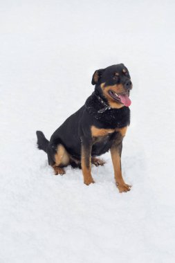 Şirin Rottweiler köpeği kış parkında beyaz bir karın üzerinde oturuyor. Evcil hayvanlar. Safkan köpek..