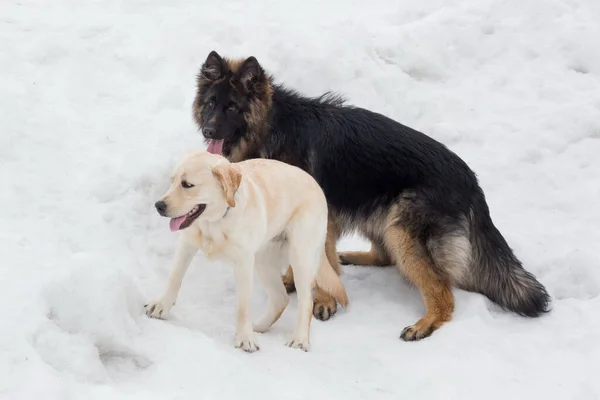Labrador Köpeği Uzun Saçlı Alman Çoban Köpeği Kış Parkında Oynuyorlar — Stok fotoğraf