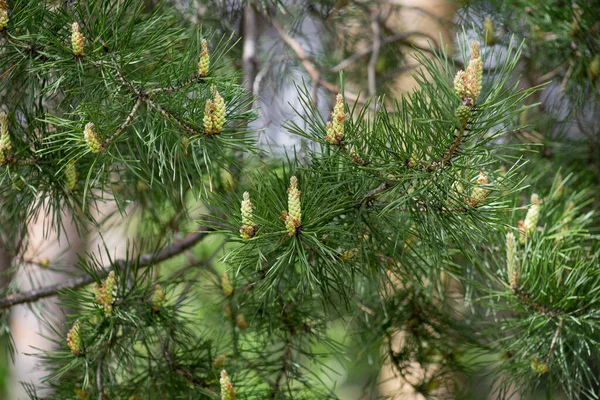 Young Sprigs Pine Green Cones Spring Forest Seasons Years — Stock Photo, Image