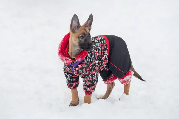 Belga Cachorro Perro Pastor Con Ropa Mascota Hermosa Está Pie —  Fotos de Stock