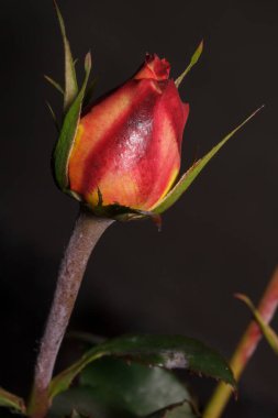 Güzel kırmızı gül bir bahar bahçesinde büyüyor. Patlamamış çiçek. Doğayı yaşa.