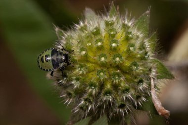 Shieldbug yeşil kıllı bir çiçeğin üzerinde oturuyor. Vahşi hayatta hayvanlar..
