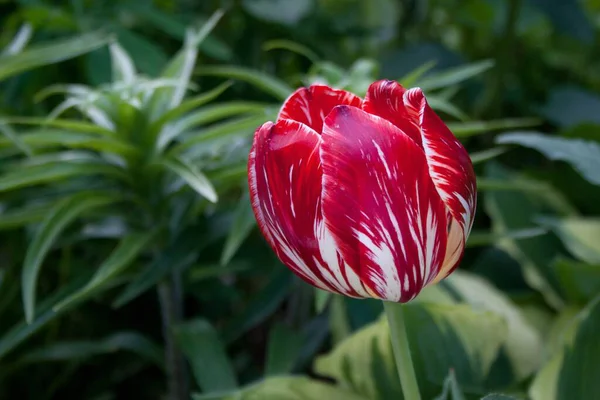 Bunte Rote Tulpen Wachsen Auf Einer Frühlingswiese Schönheit Der Natur — Stockfoto