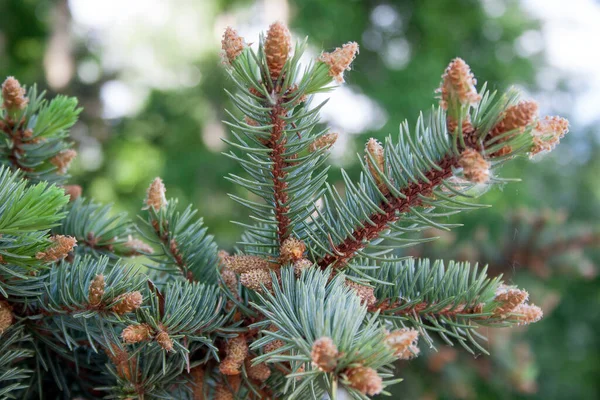 Unga Bruna Kottar Växer Gren Blå Gran Levande Natur — Stockfoto