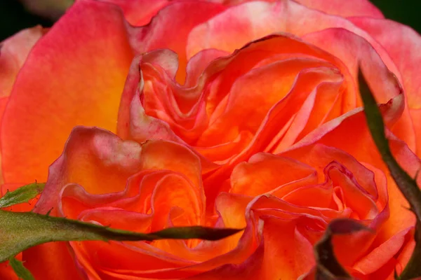 Όμορφο Δίχρωμο Τριαντάφυλλο Μεγαλώνει Ένα Πράσινο Λιβάδι Ζωντανή Φύση Καλοκαίρι — Φωτογραφία Αρχείου