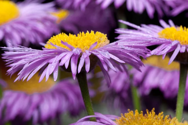 Schöne Aster Mit Violetten Blütenblättern Wächst Einem Sommergarten Natur Erleben — Stockfoto