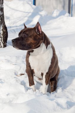 Amerikan personeli teriyer köpeği beyaz bir karın üzerinde oturuyor. On aylık. Evcil hayvanlar..
