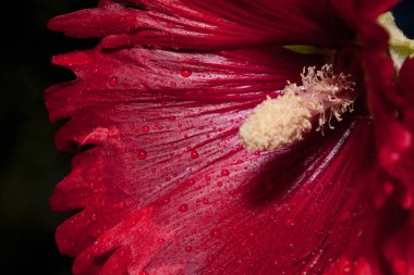 Yeşil bir çayırda güzel bir yosun yetişiyor. Doğayı yaşa.