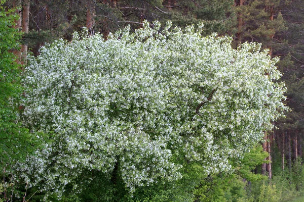 Молодая Яблоня Цветет Весеннем Лесу Красота Природе — стоковое фото