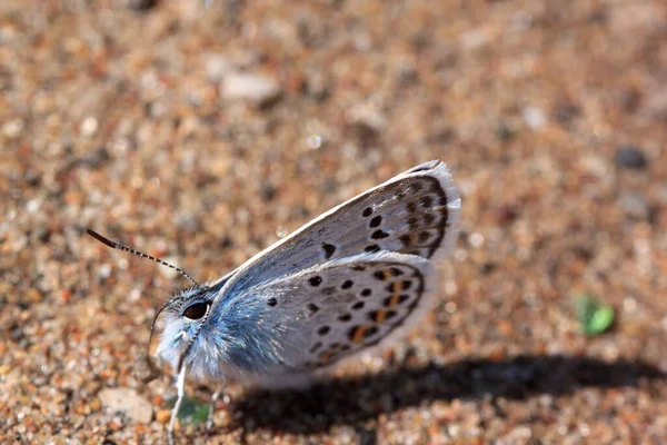 Słodki Miedziany Motyl Siedzi Żółtym Piasku Żyj Naturą Letni Poranek — Zdjęcie stockowe