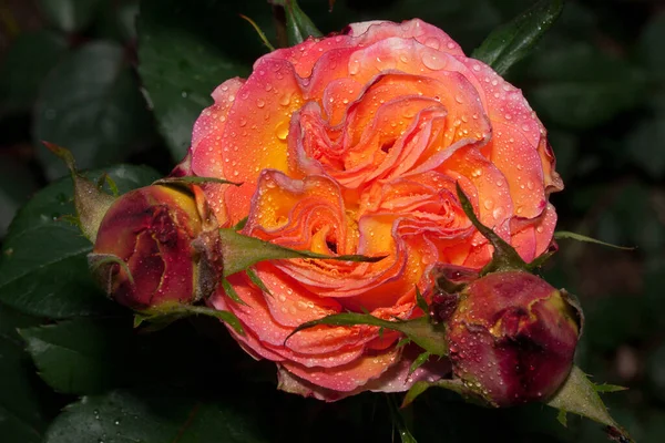 Όμορφα Δίχρωμα Τριαντάφυλλα Φυτρώνουν Ένα Πράσινο Λιβάδι Ζωντανή Φύση Καλοκαίρι — Φωτογραφία Αρχείου
