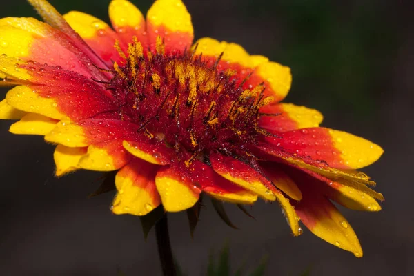 美しいガイヤルディアは緑の牧草地で成長しています 生の自然 夏の朝 — ストック写真