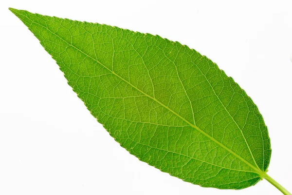 Зеленый Лист Белом Фоне Крупный План Весенний Цвет — стоковое фото