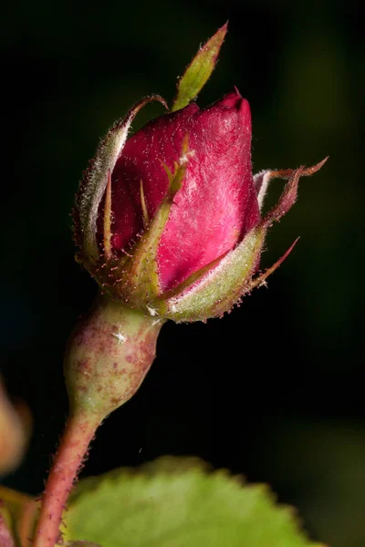 Vacker Rosa Ros Växer Vårträdgård Oblåst Blomma Levande Natur — Stockfoto