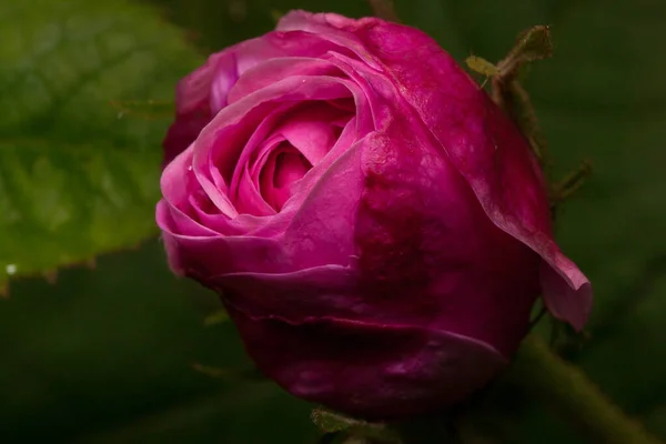 Hermosa Rosa Rosa Está Creciendo Prado Primavera Flor Sin Soplar — Foto de Stock